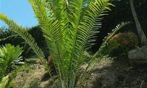 ENCEPHALARTOS LAURENTIANUS THE GIANT KWANGO CYCAD SPECTACULAR CENTRAL AFRICAN CYCAD