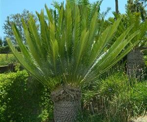 ENCEPHALARTOS LEBOMBOENSIS MEDIUM SIZED SOUTH AFRICAN CYCAD