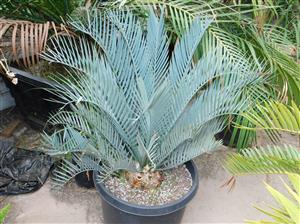 ENCEPHALARTOS LEHMANNII BLUE SOUTH AFRICAN CYCAD FOR SUN