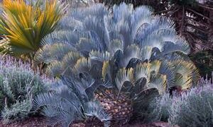 ENCEPHALARTOS LEHMANNII RARE BLUE SOUTH AFRICAN CYCAD FOR FULL COASTAL SUN OFFERING OF SIXTY YEAR OLD SPECIMEN CYCAD