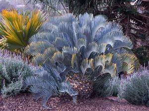 ENCEPHALARTOS LEHMANNII RARE BLUE SOUTH AFRICAN CYCAD FOR FULL COASTAL SUN OFFERING OF SIXTY YEAR OLD SPECIMEN CYCAD