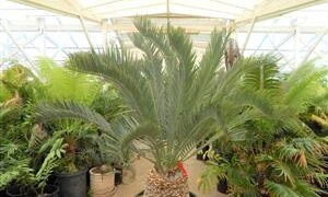 ENCEPHALARTOS LEHMANNII RARE BLUE SOUTH AFRICAN CYCAD FOR FULL COASTAL SUN OFFERING OF SIXTY YEAR OLD SPECIMEN CYCAD