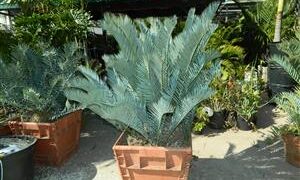 ENCEPHALARTOS LEHMANNII BLUE SOUTH AFRICAN CYCAD FOR SUN