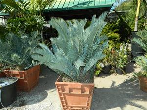 ENCEPHALARTOS LEHMANNII BLUE SOUTH AFRICAN CYCAD FOR SUN