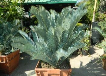 ENCEPHALARTOS LONGIFOLIUS X ENCEPHALARTOS LEHMANNII HYBRID CYCAD FROM TWO BLUE PARENT SPECIES