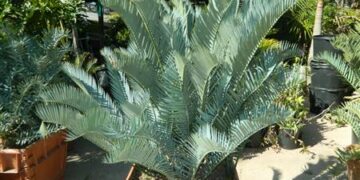 ENCEPHALARTOS LONGIFOLIUS X ENCEPHALARTOS LEHMANNII HYBRID CYCAD FROM TWO BLUE PARENT SPECIES