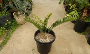 ENCEPHALARTOS MUNCHII A RARE CENTRAL AFRICAN CYCAD