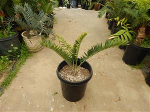 ENCEPHALARTOS MUNCHII A RARE CENTRAL AFRICAN CYCAD