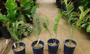 ENCEPHALARTOS MUNCHII A BLUE TO BLUE-GREEN CYCAD