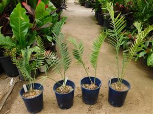 ENCEPHALARTOS MUNCHII A BLUE TO BLUE-GREEN CYCAD