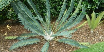 ENCEPHALARTOS MUNCHII A RARE CENTRAL AFRICAN CYCAD