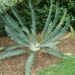 ENCEPHALARTOS MUNCHII A RARE CENTRAL AFRICAN CYCAD