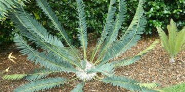 ENCEPHALARTOS MUNCHII A BLUE TO BLUE-GREEN CYCAD
