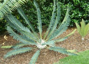 ENCEPHALARTOS MUCHII BLUE TO BLUE-GREEN CYCAD