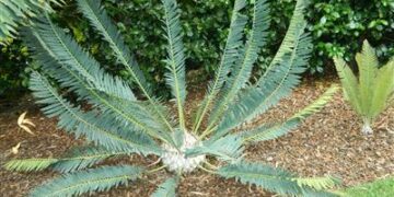 ENCEPHALARTOS MUCHII BLUE TO BLUE-GREEN CYCAD
