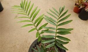 SUPER UNUSUAL ENCEPHALARTOS HYBRID F2 HYBRID WITH E. WOODII POLLEN