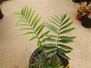SUPER UNUSUAL ENCEPHALARTOS HYBRID F2 HYBRID WITH E. WOODII POLLEN