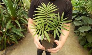 ENCEPHALARTOS PAUCIDENTATUS