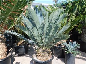 ENCEPHALARTOS LONGIFOLIUS X ENCEPHALARTOS PRINCEPS POTENTIALLY A GREAT HYBRID CYCAD FROM TWO BLUE PARENTS