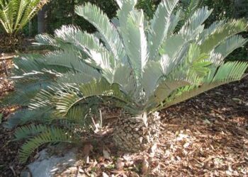 BEST CYCAD SPECIES FOR SOUTHERN CALIFORNIA