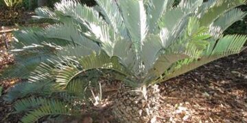 BEST CYCAD SPECIES FOR SOUTHERN CALIFORNIA