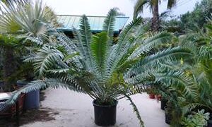 ENCEPHALARTOS TRANSVENOSUS LARGE SOUTH AFRICAN CYCAD SPECIES