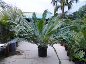 ENCEPHALARTOS TRANSVENOSUS LARGE SOUTH AFRICAN CYCAD SPECIES