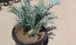 ENCEPHALARTOS TRISPINOSUS BLUE SOUTH AFRICAN CYCAD