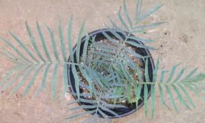 ENCEPHALARTOS TRISPINOSUS BLUE SOUTH AFRICAN CYCAD