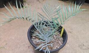 ENCEPHALARTOS TRISPINOSUS BLUE SOUTH AFRICAN CYCAD