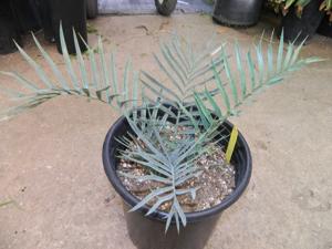 ENCEPHALARTOS TRISPINOSUS BLUE SOUTH AFRICAN CYCAD