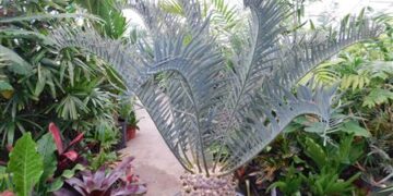 ENCEPHALARTOS TRISPINOSUS BLUE SOUTH AFRICAN CYCAD