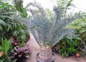 ENCEPHALARTOS TRISPINOSUS BLUE SOUTH AFRICAN CYCAD