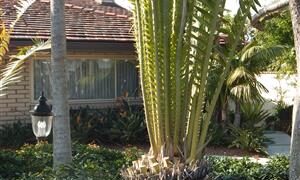 ENCEPHALARTOS WHITELOCKII LARGER CENTRAL AFRICAN CYCAD WITH LONG UPRIGHT LEAVES