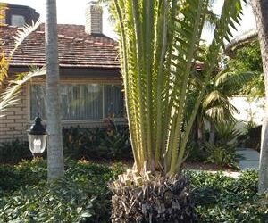 ENCEPHALARTOS WHITELOCKII LARGER CENTRAL AFRICAN CYCAD WITH LONG UPRIGHT LEAVES