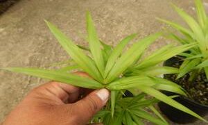 EUTERPE EDULIS THIN, SINGLE TRUNK PINNATE PALM EXOTIC AND TROPICAL APPEARING