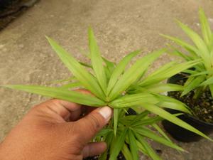 EUTERPE EDULIS THIN, SINGLE TRUNK PINNATE PALM EXOTIC AND TROPICAL APPEARING