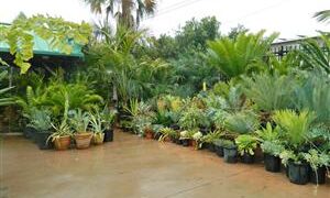 COLD HARDY PALMS AT THE NURSERY