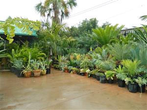 COLD HARDY PALMS AT THE NURSERY