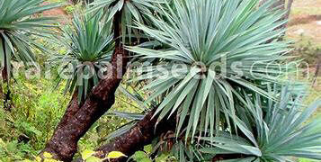 FUCREA QUICHEENSIS A RARE AND STUNNING BLUE FUCREA