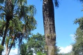 GASTROCOCOS CRISPA AKA ACROCOMIA CRISPA