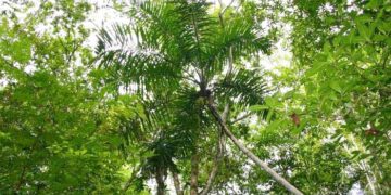 GAUSSIA MAYA A VERY DIFFERENT PALM FOR SO. CALIFORNIA