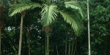 CHAMBEYRONIA MACROCARPA THE FLAME THROWER PALM NEW RED EMERGING LEAF