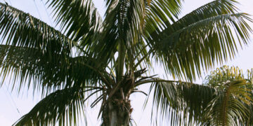 SPECIMEN SIZE KENTIA PALMS HOWEA FORSTERIANA
