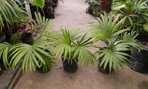HEDYSCEPE CANTERBURYANA FROM LORD HOWE ISLAND