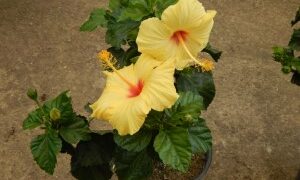 HIBISCUS HULA GIRL YELLOW BLOSSOM WITH RED THROAT