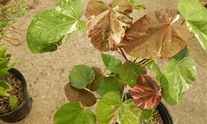 TWO VARIEGATED HIBISCUS ONE WITH RED FLOWERS, ONE WITH YELLOW