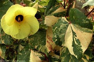 TWO VARIEGATED HIBISCUS ONE WITH RED FLOWERS, ONE WITH YELLOW