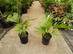 HOWEA BELMOREANA THE SENTRY OR UMBRELLA PALM