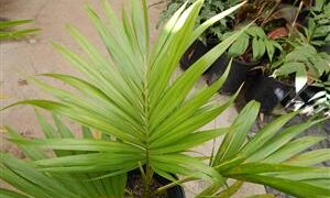 HOWEA BELMOREANA THE SENTRY OR UMBRELLA PALM